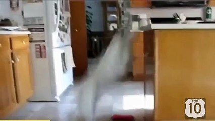 Diversión Perros. Diversión y divertido perro