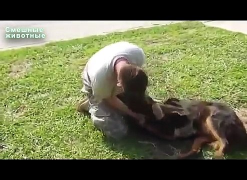 Los dueños de perros encuentran. Perros divertidos y sus dueños