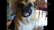 Los perros hacen hocico gracioso. Perros divertidos sonrisa