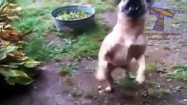 Los perros aman la lluvia y los charcos. Perros divertidos como la lluvia y los charcos