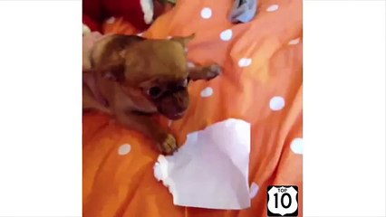 Perros en su totalidad. Perro divertido y divertido