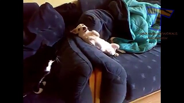 Los perros se adhieren a los gatos. Perro divertido gatos aburridos