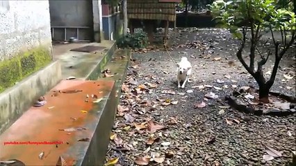 L'hospitalité chien. Funny dog répond nouveau chiot