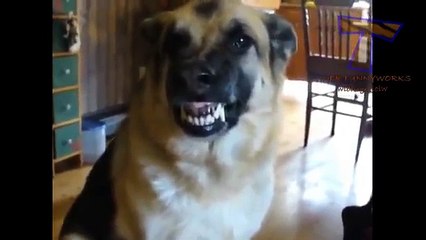 Les chiens ne museau drôle. Chiens drôles sourire
