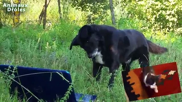 Chiens et chats sont virtuels. Chiens drôles réagissent aux chats dans un ordinateur portable