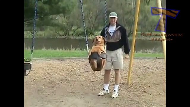 Chiens et chats se comportent comme des humains. Les chats et les chiens drôles