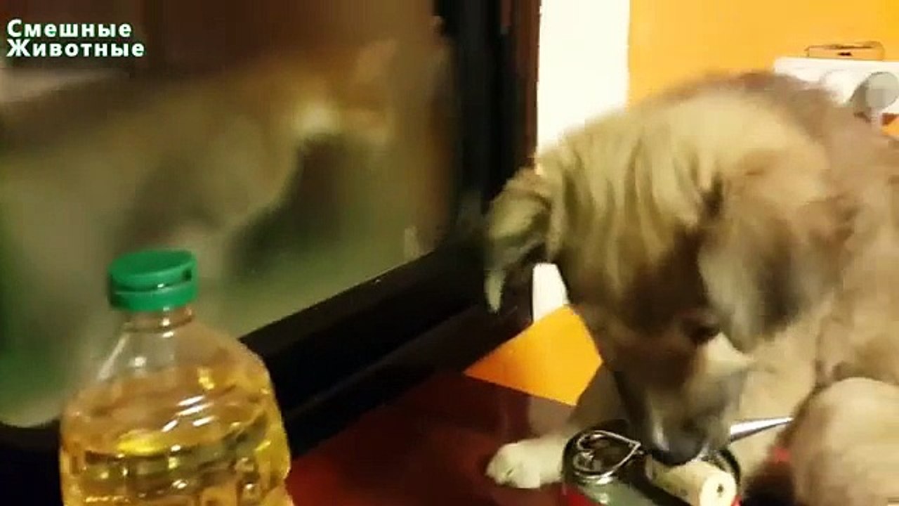 Chiens et les chats sont considérés pour la première fois. Les chiens et les chats drôles