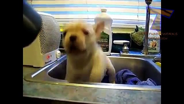 Chiens et chats détestent sèche-cheveux. Funny animals contre sèche