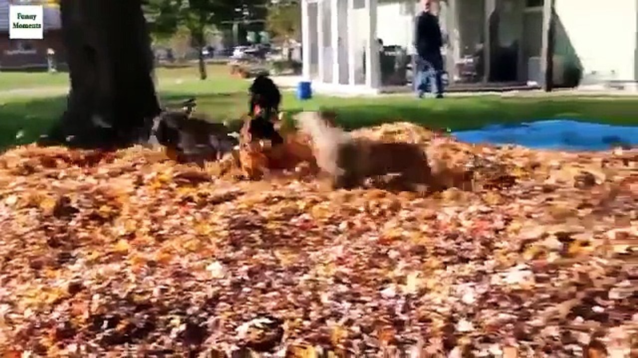 Chiens et feuilles. Chiens drôles jouant dans les feuilles d'automne