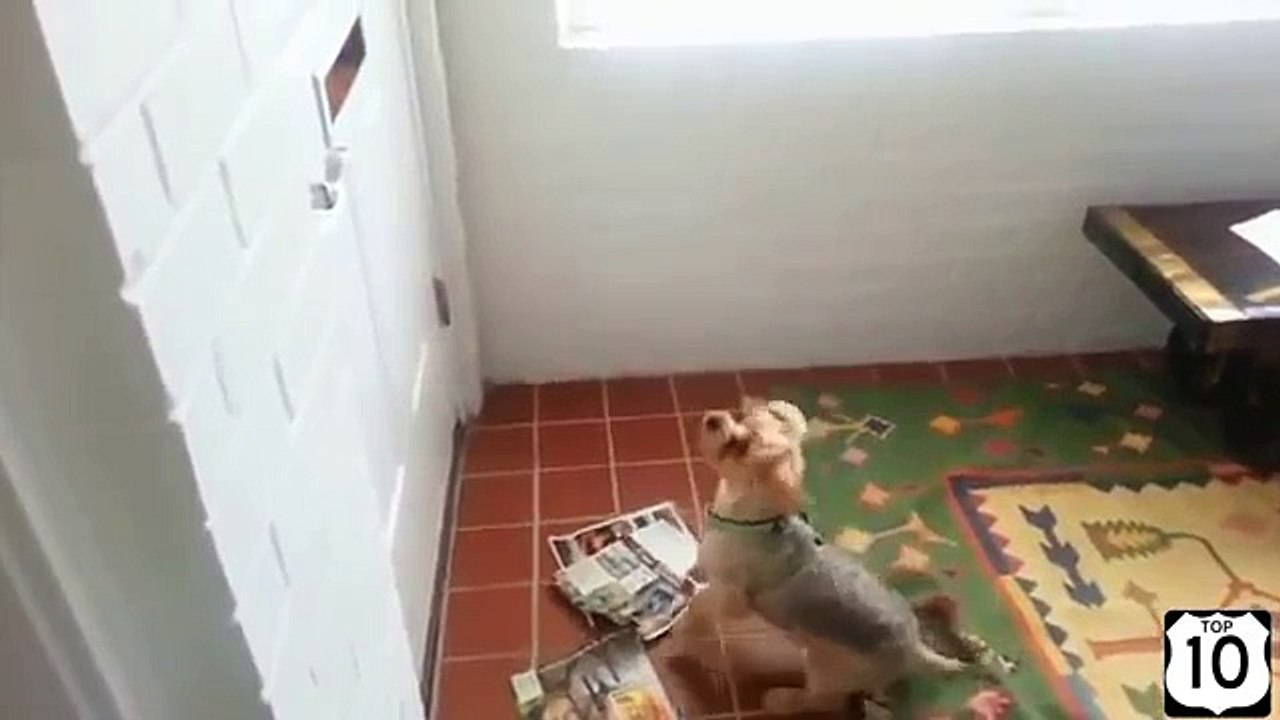 Chiens courrier haineux. Funny dog sortir l'e-mail