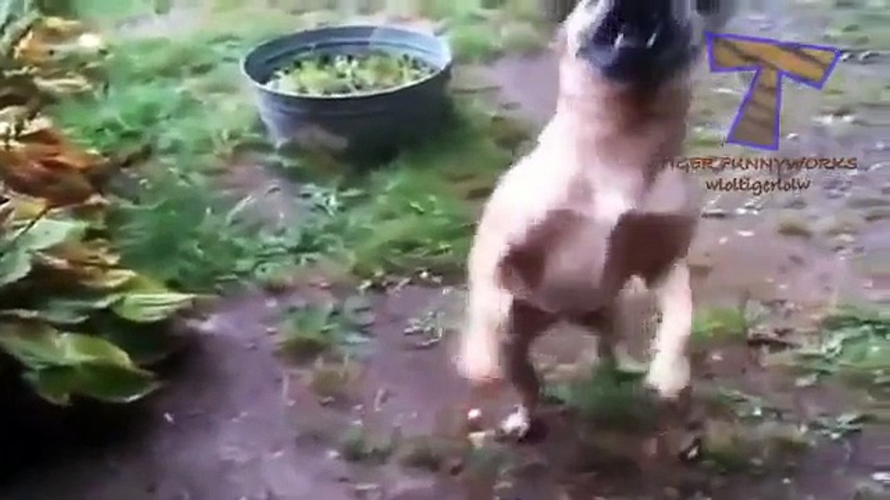 Les chiens aiment la pluie et les flaques d'eau. Chiens drôles comme la pluie et les flaques d'eau