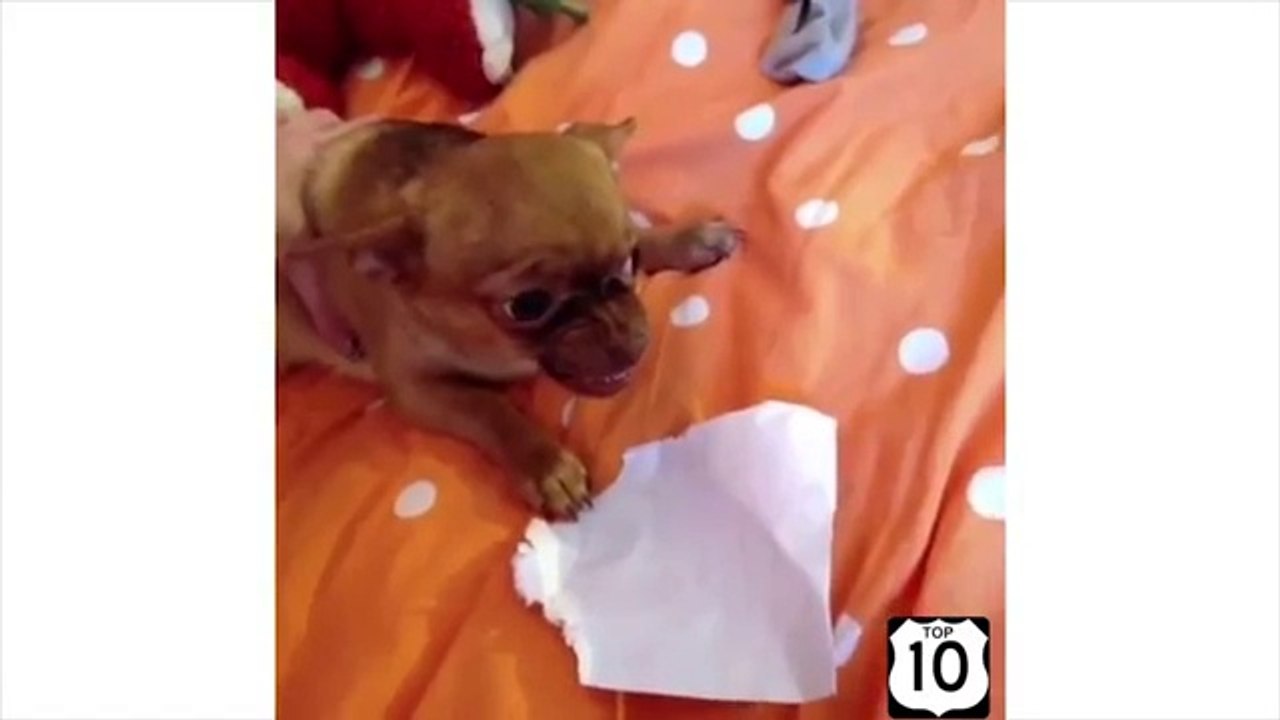 Chiens en totalité. Chien drôle et amusant