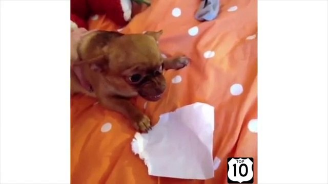 Chiens en totalité. Chien drôle et amusant