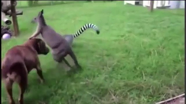 Chiens contre les animaux. Drôle chien jouant avec différents animaux