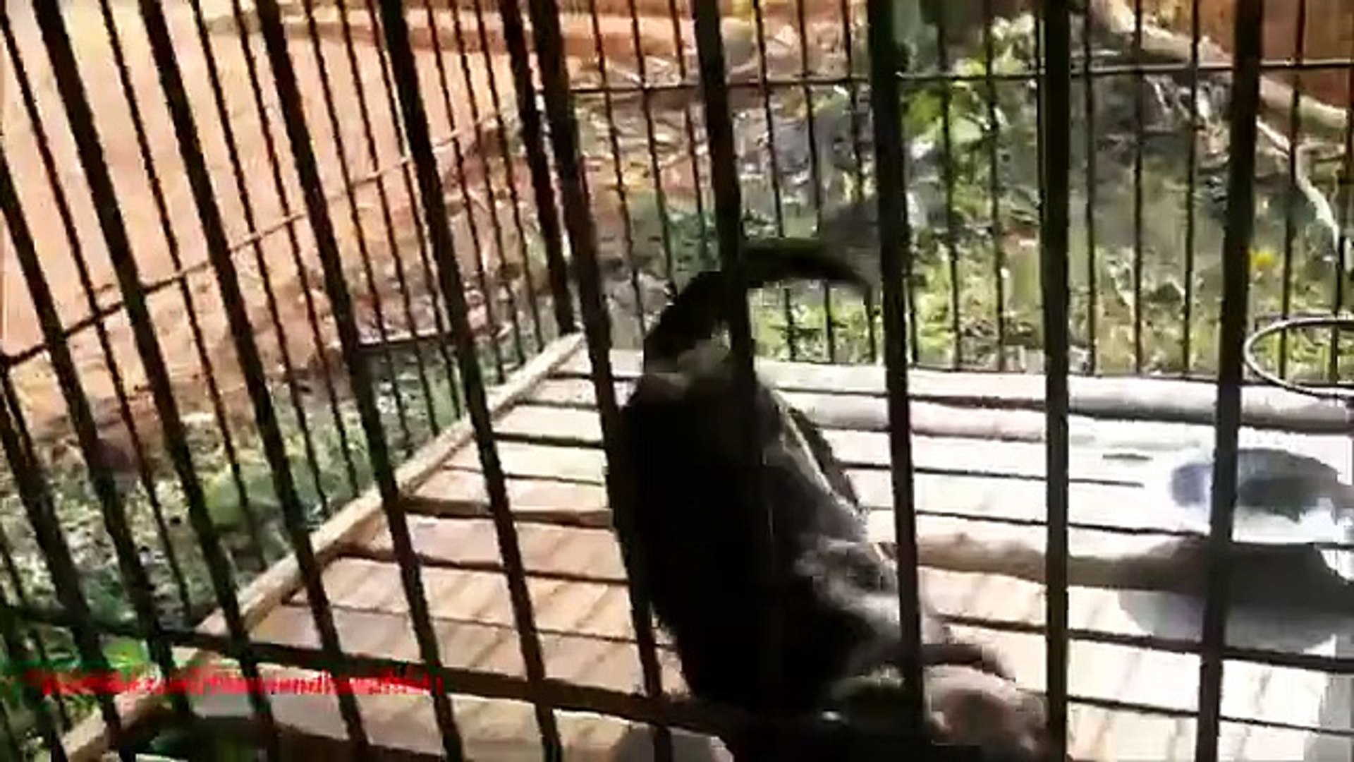 ⁣Собачья радость. Собака радуется встрече с хозяином