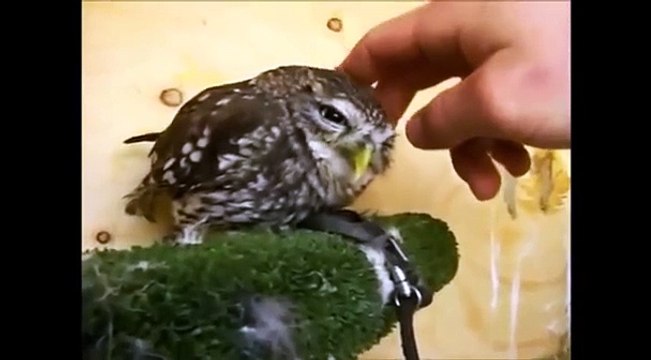 Совы тоже отдыхают. Смешные совы