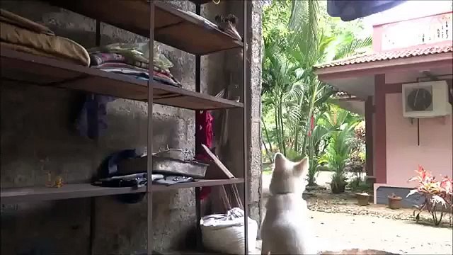 Собака-шпаргалка. Смешная собака помогает котёнку найти брата