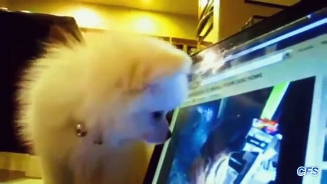 Собаки в недоумении. Смешные псы в растерянности