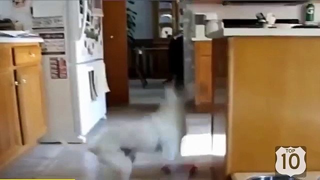 Собаки веселят. Забавные и смешные собаки