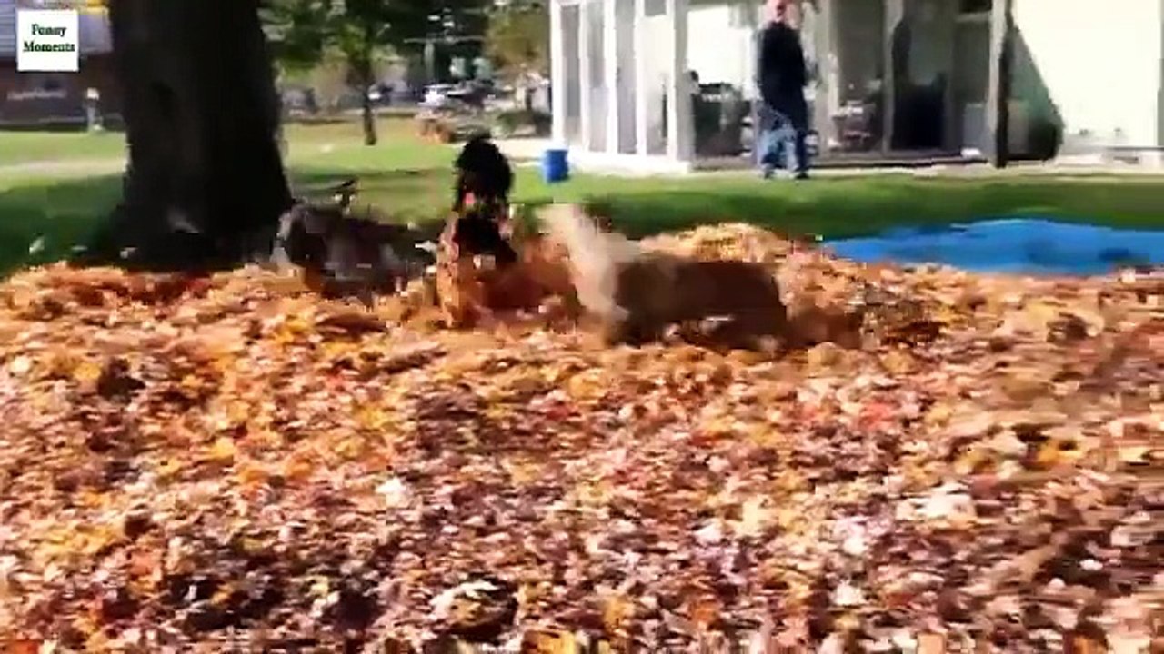 Собаки и листья. Прикольные псы играют в осенней листве