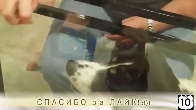 Собаки и параллельный мир. Смешные собаки и стеклянные столы