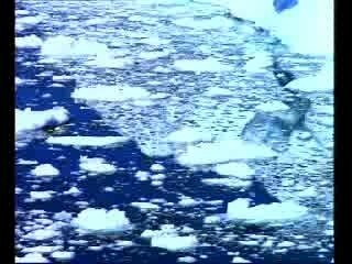 Altruism & patience in penguins