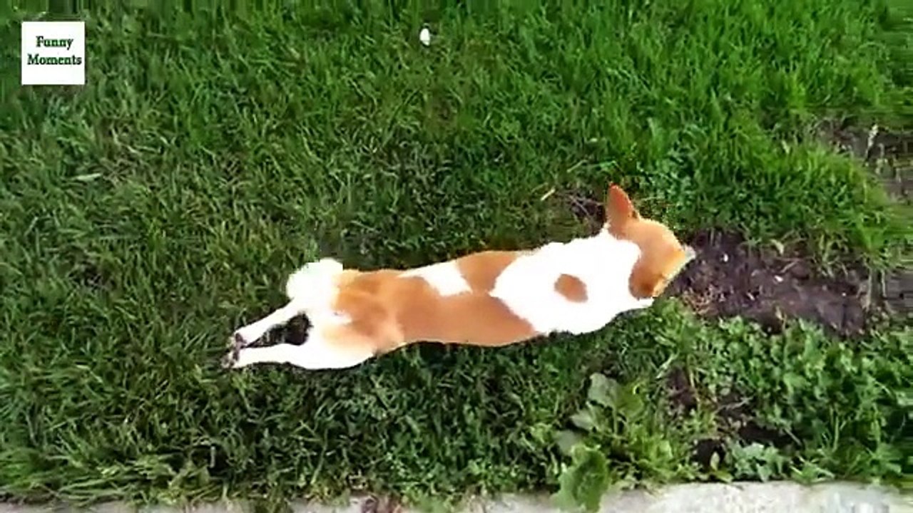 Собаки смешно ходят. Смешные псы гуляют