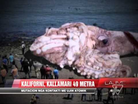 Pa koment. Kallamari gjigand, 49 metra - News, Lajme - Vizion Plus