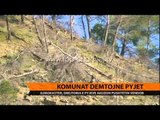 Kontroll prerjes së pyjeve - Top Channel Albania - News - Lajme