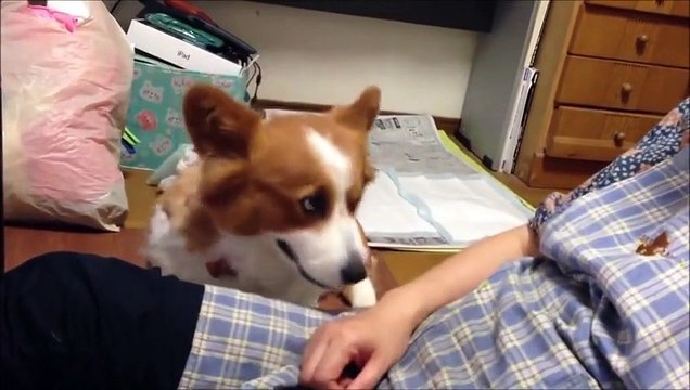 GTA 5 PC Mods - PLAY AS A COP MOD #8! GTA 5 Police K-9 DOG LSPDFR Mod Gameplay! (GTA 5 Mod