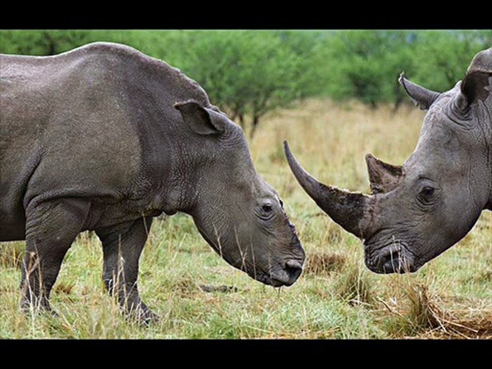 Murió uno de los ultimos 3 rinocerontes blancos del mundo en zoológico de San Diego, EE. UU.