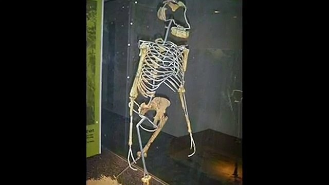 Who is Lucy the Australopithecus - Google Doodle for the Discovery of Lucy