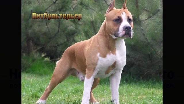 ТОП 5 САМЫХ СИЛЬНЫХ БОЙЦОВСКИХ СОБАК!