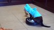 Cat In A Shark Costume Chases A Duck While Riding A Roomba