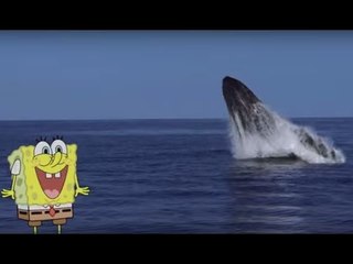 Plankton. A Thank You Would Be Nice - SpongeBob SquarePants - BBC Earth