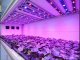 Apply LED Grow Lights for the Indoor garden