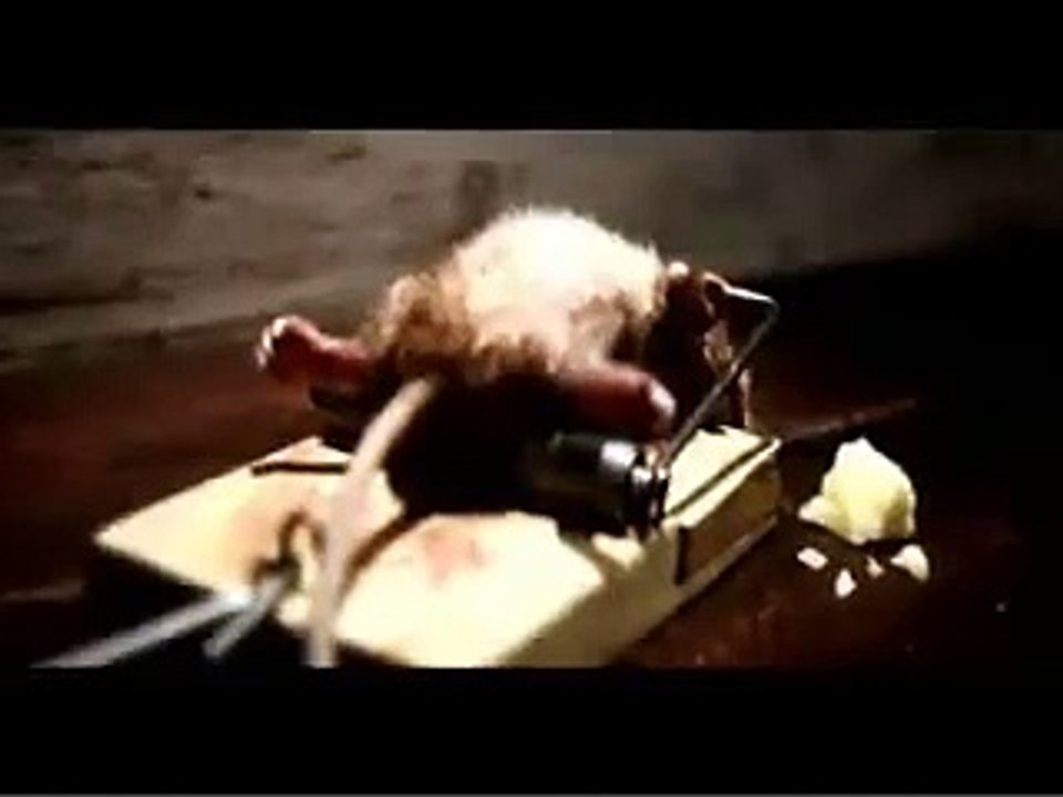 life of an innocent mouse