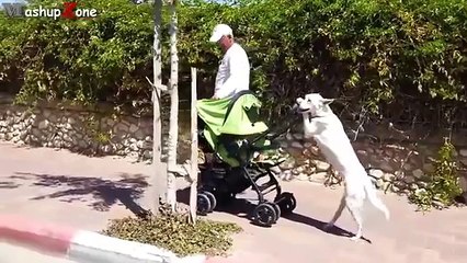 Funny Dogs Acting Like Humans Compilation 2015