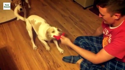 Funny Dogs Sliding on Wooden Floors Compilation 2014 [HD]
