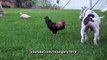 Pit Bull Sharky the Bodyguard Dog VS Mr. Rooster ATTACKS. HelensPets.com