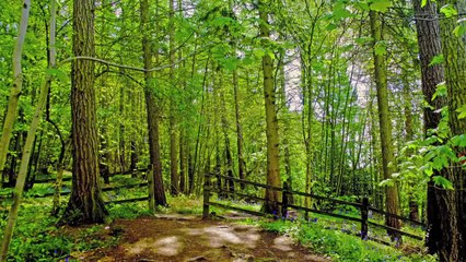 Relaxing Nature: Forest Bird Sounds