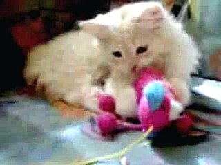 cute cats vs. scary cats