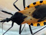 Deadly Kissing Bugs chagas disease CNN Facebook