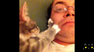 Epic Funny Cats Compilation 2015 [Must See] Funny Cats Videos [Vine]