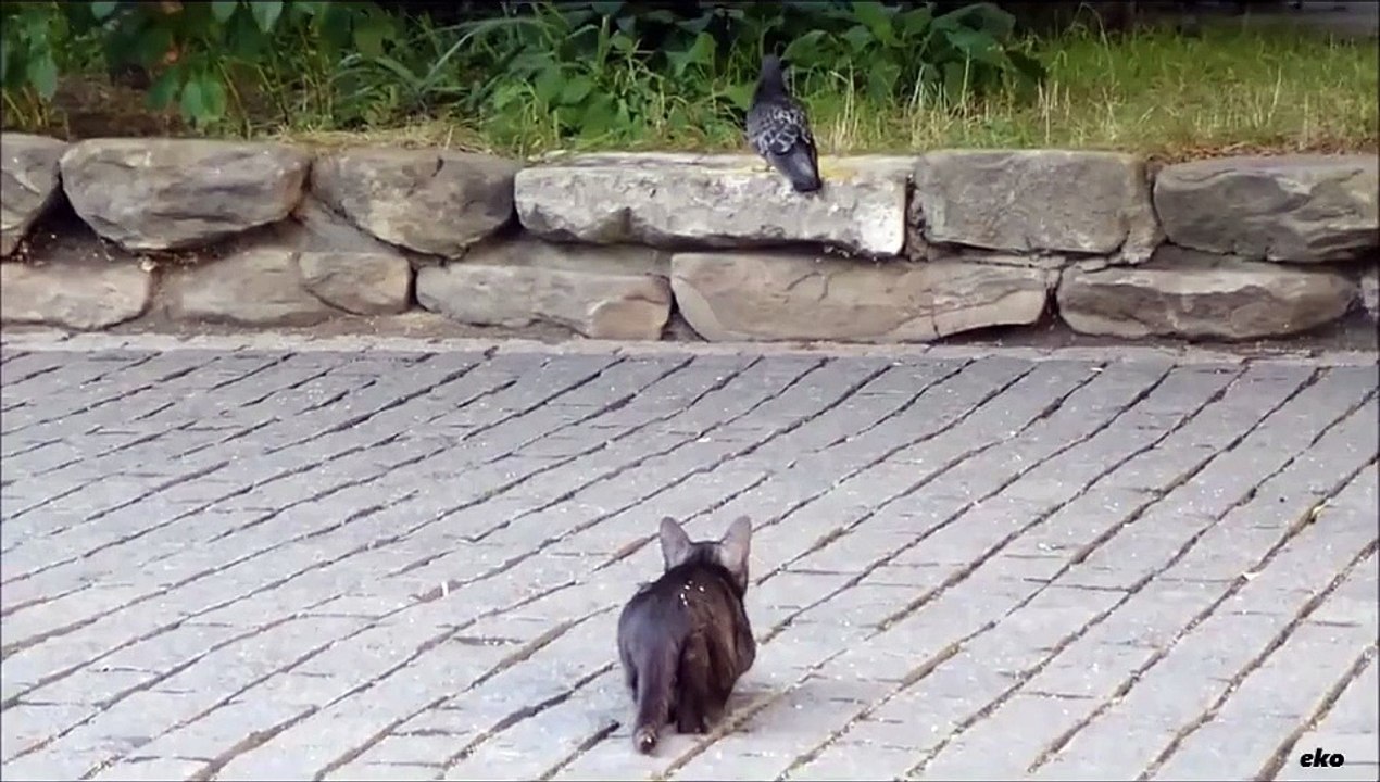 Cat while hunting pigeons
