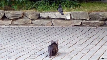 Cat while hunting pigeons