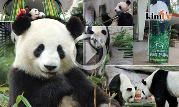 Di Malaysia, panda dilayan lebih baik daripada...