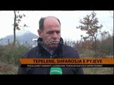 Tepelenë, shfarrosja e pyjeve - Top Channel Albania - News - Lajme