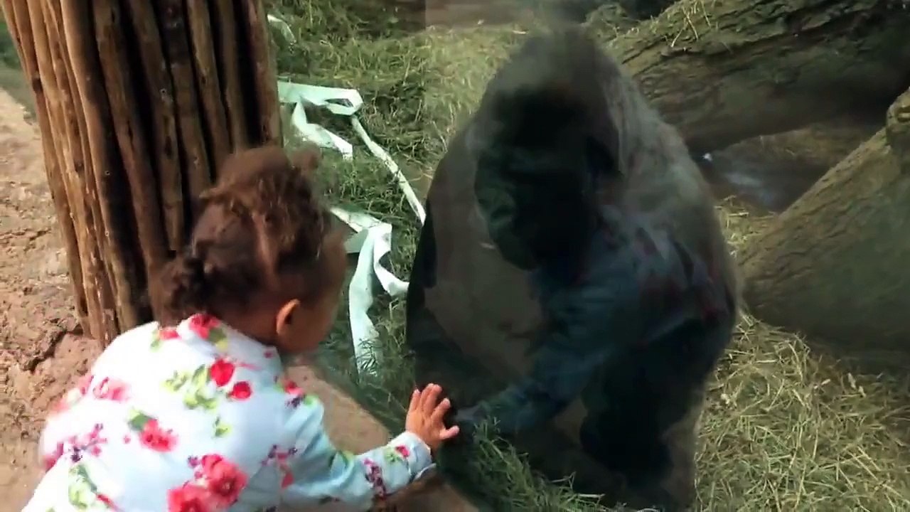 A gorilla teaching a little girl