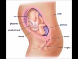2 weeks pregnant, symptoms of 2 weeks pregnant, 2 weeks pregnant signs